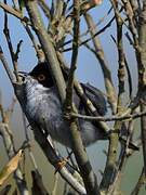 Sardinian Warbler