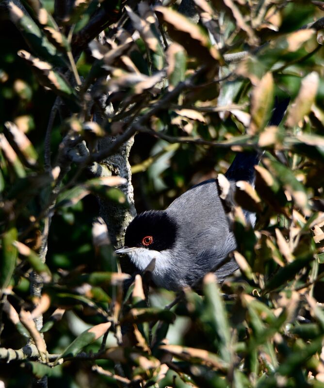 Sardinian Warbler male adult breeding, identification, camouflage