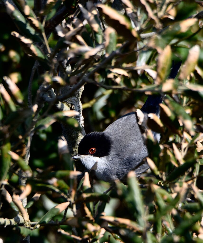 Fauvette mélanocéphale mâle adulte nuptial, identification, camouflage