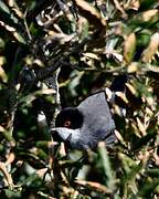 Sardinian Warbler