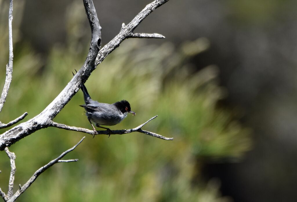 Sardinian Warbler male adult breeding, identification, Reproduction-nesting