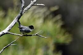 Sardinian Warbler