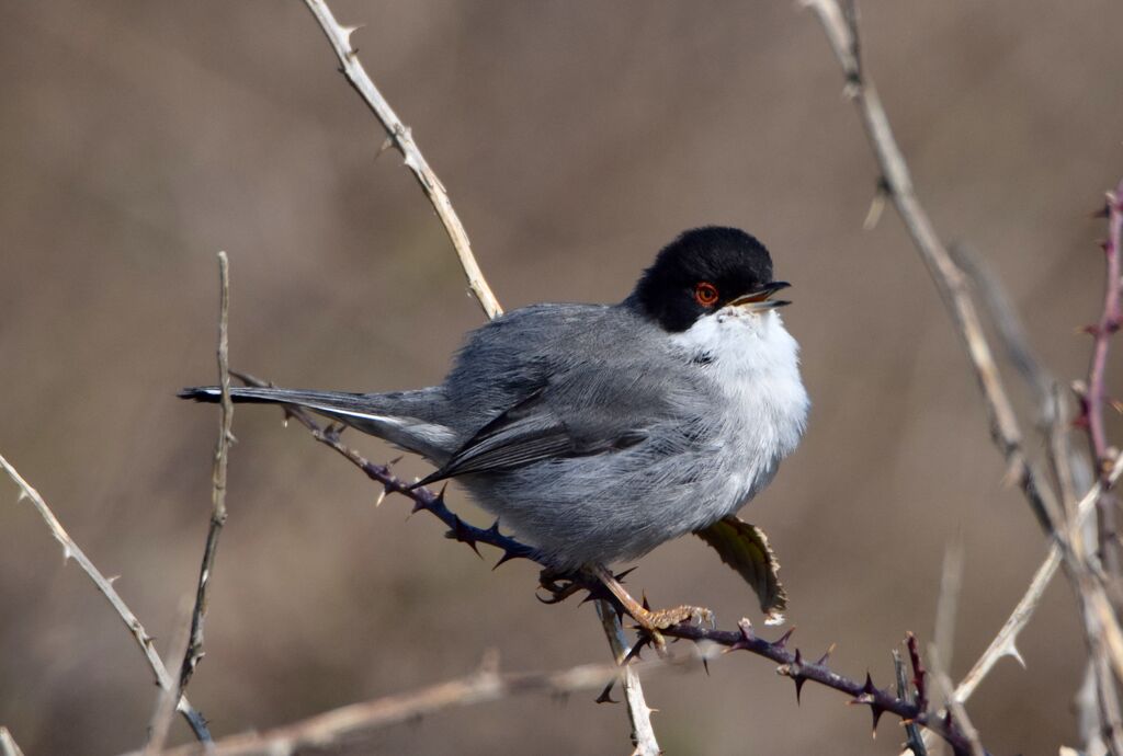 Sardinian Warbler male adult breeding, identification, song