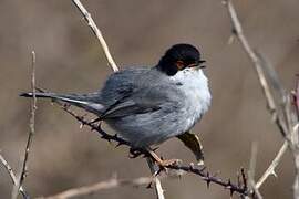 Sardinian Warbler