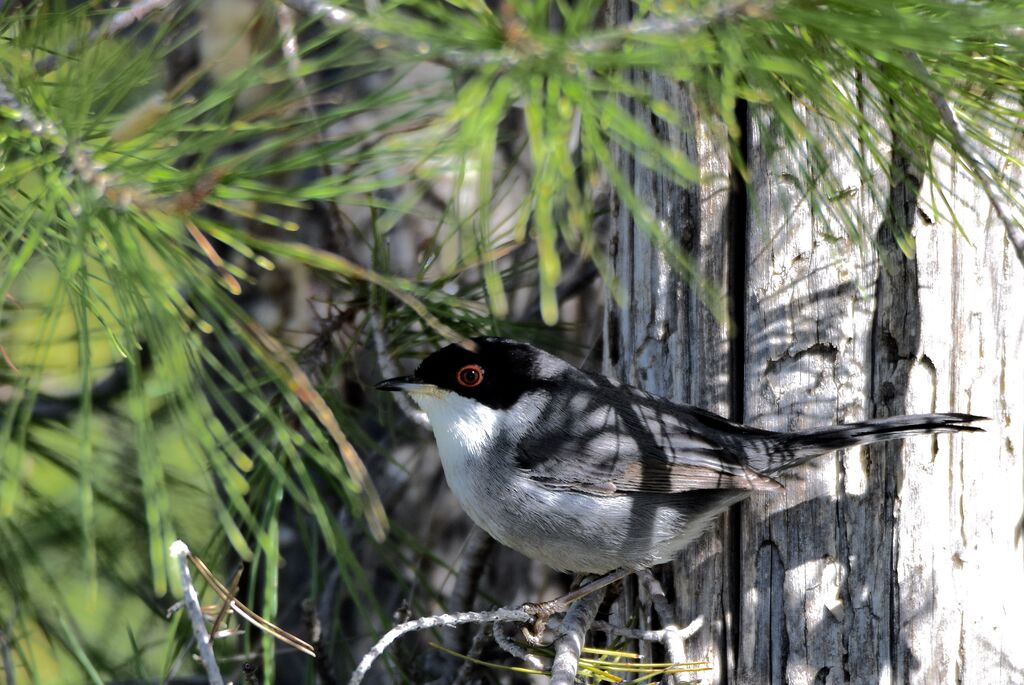 Sardinian Warbler male adult breeding, identification