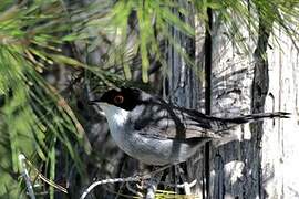 Sardinian Warbler