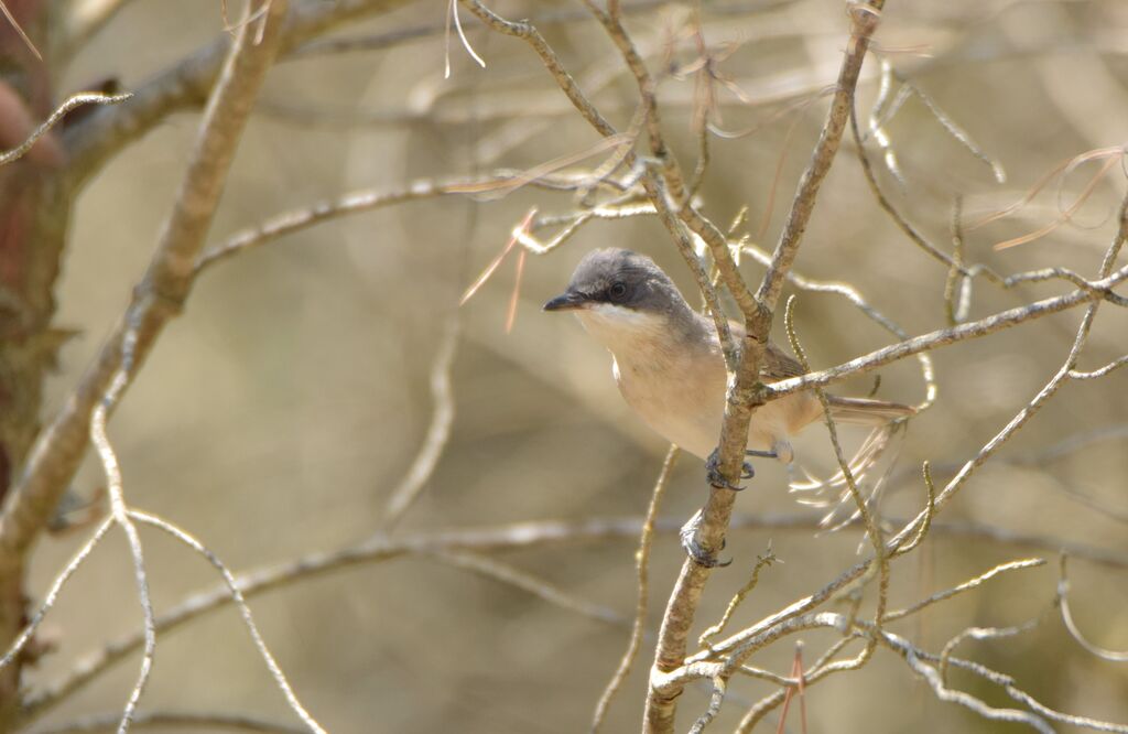 Fauvette orphéejuvénile, identification