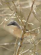 Western Orphean Warbler