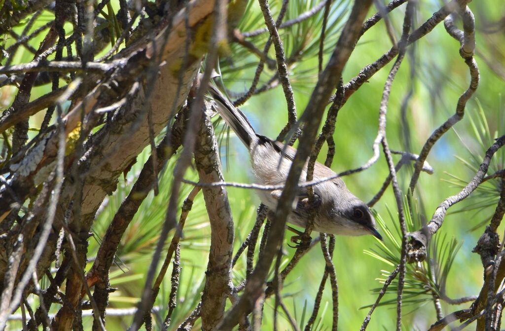 Fauvette orphée, identification