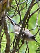 Western Orphean Warbler