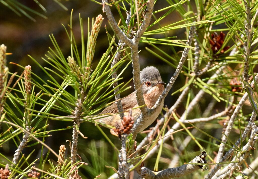 Fauvette passerinette femelle, identification