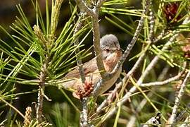 Fauvette passerinette