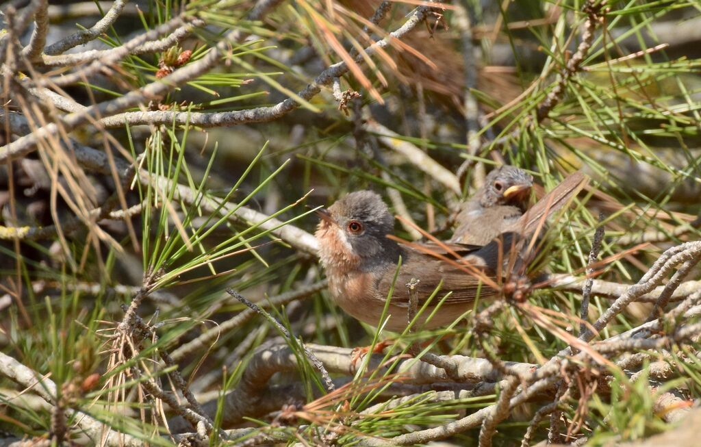 Fauvette passerinette, identification