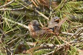 Western Subalpine Warbler