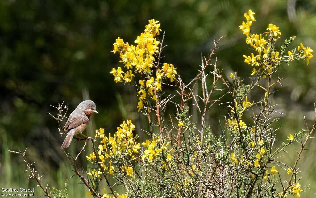 Subalpine Warbler male adult breeding, habitat