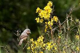 Western Subalpine Warbler