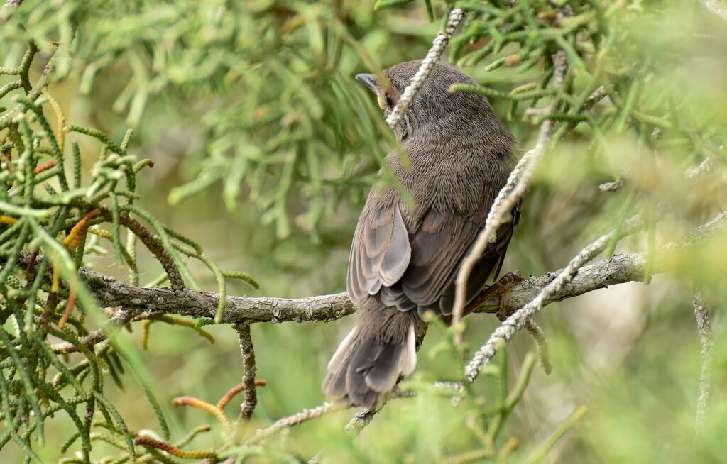 Fauvette passerinettejuvénile, identification