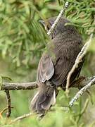 Western Subalpine Warbler