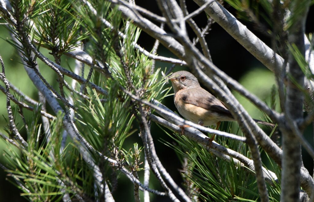 Subalpine Warbler female adult breeding, identification