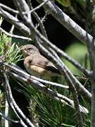 Subalpine Warbler