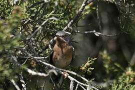 Western Subalpine Warbler