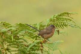 Dartford Warbler