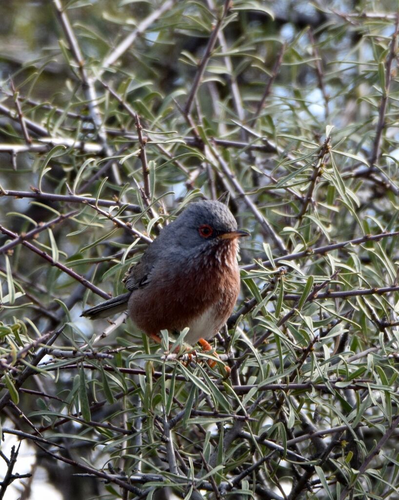 Dartford Warbler male adult breeding, identification