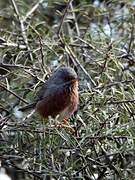 Dartford Warbler