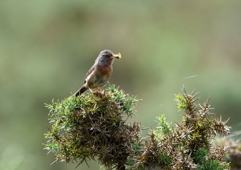 Dartford Warbler female adult breeding, identification, fishing/hunting, Reproduction-nesting