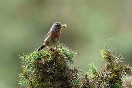 Dartford Warbler