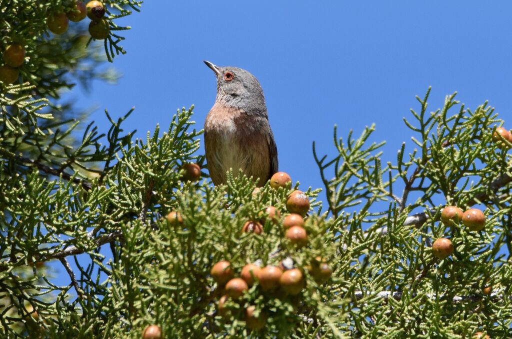 Dartford Warbler female adult breeding, identification, Reproduction-nesting