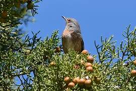 Dartford Warbler