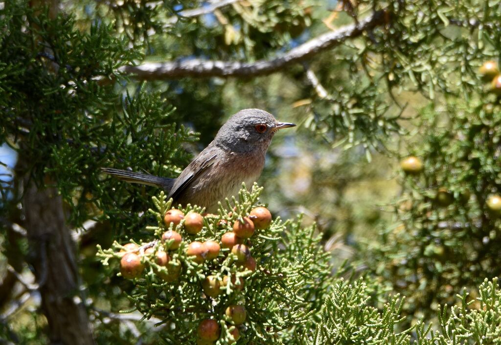 Dartford Warbler female adult breeding, identification, Reproduction-nesting