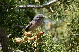 Dartford Warbler