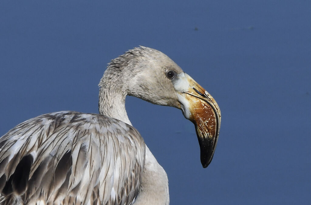 Greater FlamingoFirst year, close-up portrait