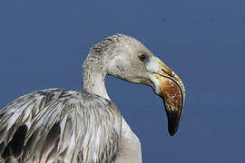 Greater Flamingo