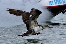 Northern Gannet