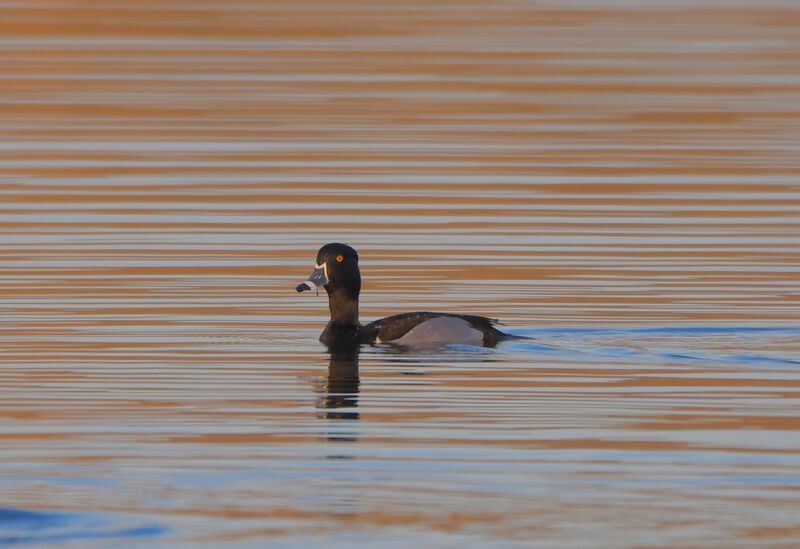 Ring-necked Duck male adult breeding, identification, swimming