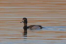 Ring-necked Duck