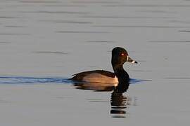 Ring-necked Duck