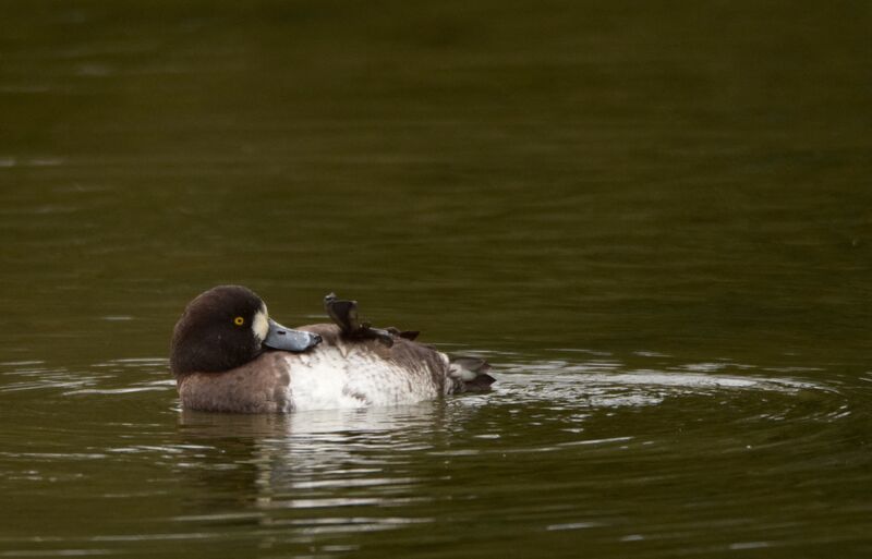 Greater Scaup female adult breeding, identification, swimming