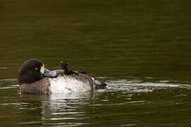 Greater Scaup