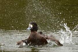 Greater Scaup