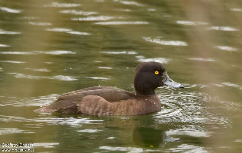Tufted Duck female adult breeding, identification, swimming