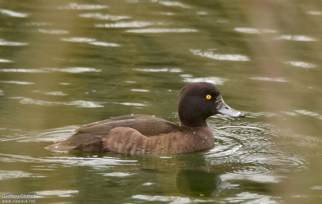 Tufted Duck female adult breeding, identification, swimming