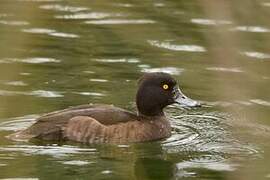 Tufted Duck