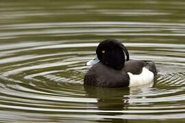 Tufted Duck