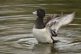 Tufted Duck