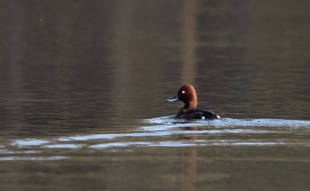 Ferruginous Duck male adult breeding, identification, swimming