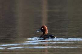 Ferruginous Duck